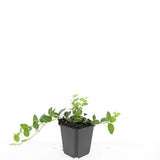 Petite pervenche panachée en godet - Vinca minor Argenteovariegata - H 10-25 cm, pot Ø9 cm - photo 2