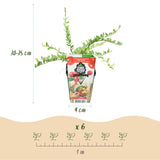 Green boutiQ - Obstpflanzen - Blaubeere - Vaccinium macrophylla Early Black - Winterhart - 3 Pflanzen - Topf 9 cm - Dunkelrote Beere
