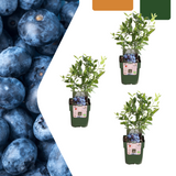 Myrtilliers bio - Vaccinium corymbosum - H 20 cm, pot Ø13 cm