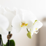 Kolibri Company | Pflanzenset Bambus | Weiße Amabilis Orchidee Ø9cm + Grünpflanze inkl. dekorativer Keramiktöpfe