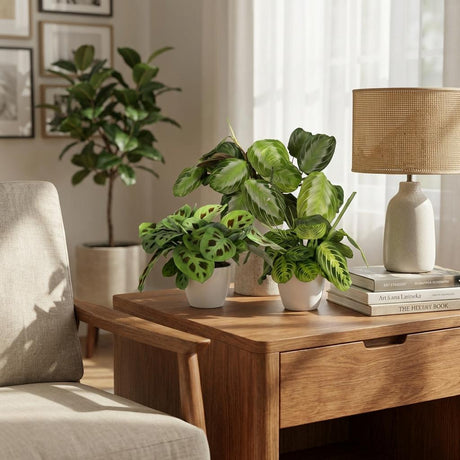 Green boutiQ - Zimmerpflanze - Maranta Silverband, Maranta Lemon Lime, Maranta Kerchoveana - Gebetspflanze - Tierfreundliche Pflanze - Grün - 3 Pflanzen - mit Übertopf Grau - Topf 12cm - Höhe 25cm