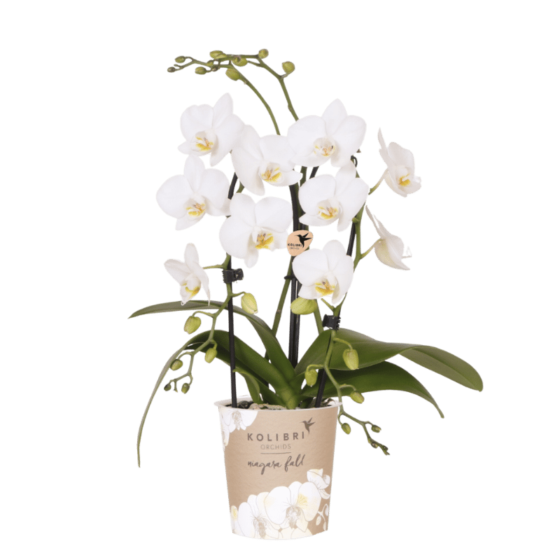 Orchidée Phalaenopsis blanche Niagara Fall White - H 32 cm, pot Ø9 cm