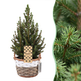 Épicéa nain de l'Alberta Conica - Sapin de Noël vivant - photo 6