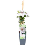 Clematis Miss Bateman - Waldrebe - Ø15cm - ↕65cm