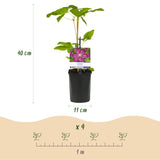 Green boutiQ - Kletterpflanze - Clematis Ville de Lyon - Blüte Rosa - Pflegeleicht - 2 Pflanzen - Topf 11cm Höhe 40cm