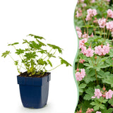 Géranium vivace Ingwersen's Variety - H 15-25 cm, pot Ø11 cm