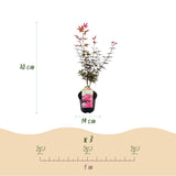 Green boutiQ - Terrassenpflanze - Japanischer Ahorn - Acer palmatum Skeeters Broom - Violett - 2 Pflanzen - Laubabwerfend - Topf 19cm Höhe 70cm