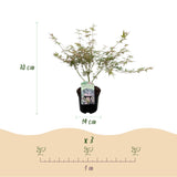Green boutiQ - Terrassenpflanze - Japanischer Ahorn - Acer palmatum Iyoshi - Rosa - 2 Pflanzen - Laubabwerfend - Topf 19cm Höhe 70cm