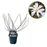 Green boutiQ - Sträucher - Magnolia Stellata - Blüte Weiß - 1 Pflanze - Laubabwerfend - Wenig Pflege - Topf 17cm Höhe 45cm