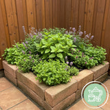 Green boutiQ - Staudenbeet-Paket - Teekräuter - 8 Stauden - 1 m2 - Verschiedene Farben - Wenig Pflege - Topf 11cm