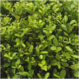 1x 6er-Pack Ilex crenata 'Jenny' – 6 x Ø7 cm – ↕15 cm