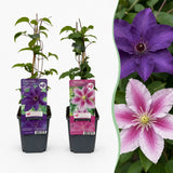 Clématites en duo violet et rose - 4 plants