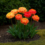 Green boutiQ - Blumenzwiebeln - Tulpe Gudoshnik Double - Gefülltblühend - 12 Stück - Zwiebelgröße 11/12 - XXL Pack
