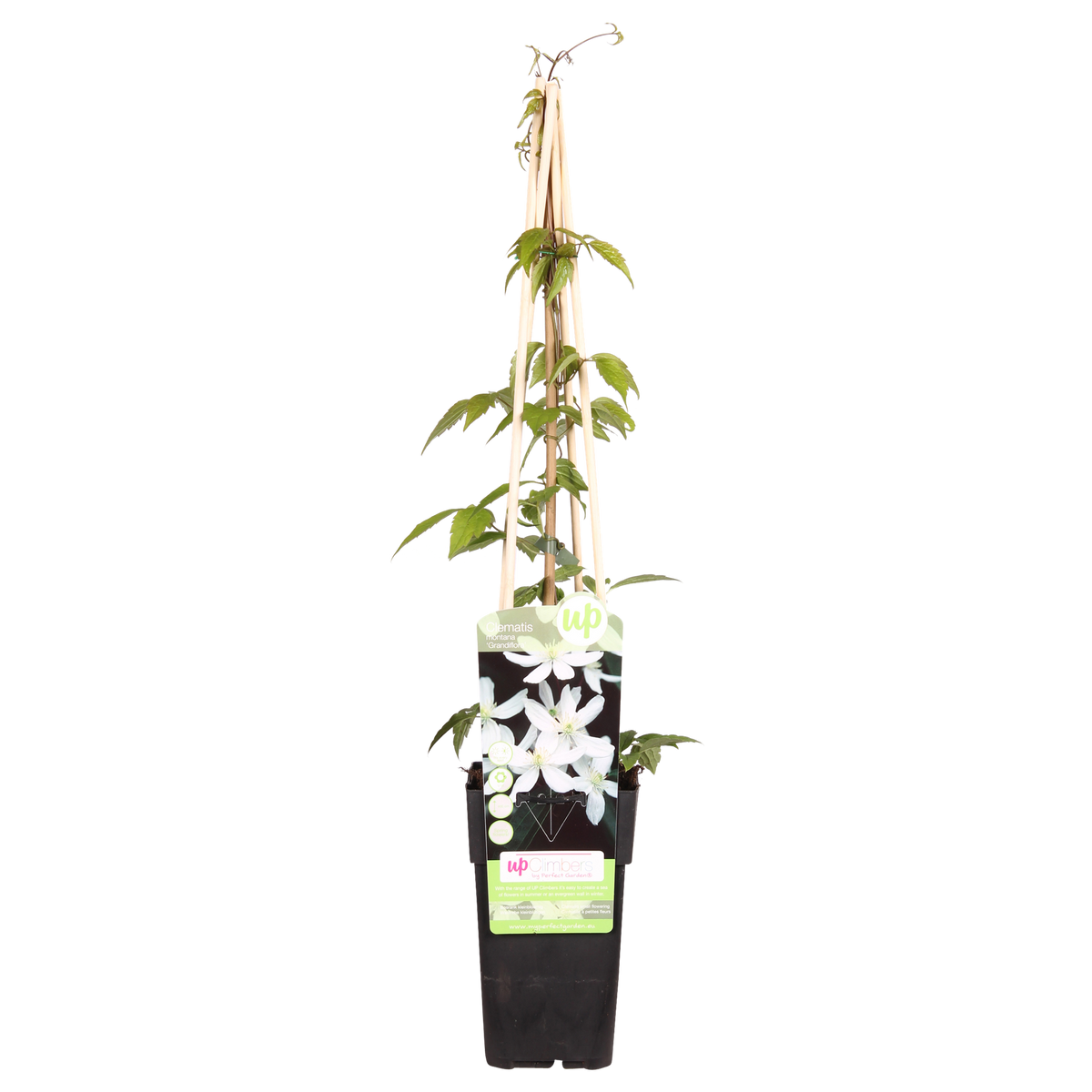 Clématite montana Grandiflora - Clématite des montagnes blanche - H 65 cm, pot Ø15 cm