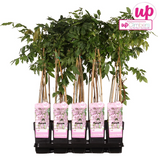 Wisteria floribunda 'Rosea' - Rosa Glyzinie - Ø15cm - ↕65cm