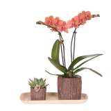 Orchidée Phalaenopsis orange Mineral Bolzano et succulente - coffret Tree - pot Ø9 cm
