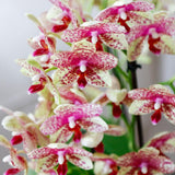 Kolibri Orchideen | Orange-gelbe Phalaenopsis Orchidee Topfgröße Ø9cm | Grosseto | blühende Zimmerpflanze - frisch vom Züchter