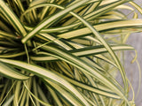 Laîche Evergold en godet - Carex oshimensis - H 10-25 cm, pot Ø9 cm - photo 6