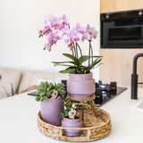 Orchidée Phalaenopsis rose Mineral Chamberry - H 35 cm, pot Ø9 cm
