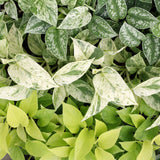 Pothos tricolore avec cache-pots blancs - Epipremnum - lot de 3