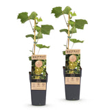 Vigne Lakemont - H 50 cm, pot Ø15 cm
