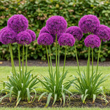 Green boutiQ - Blumenzwiebeln - Allium Purple Sensation - Farbe Lila - 15 Stück - Zwiebelgröße 10/12 - XXL Pack
