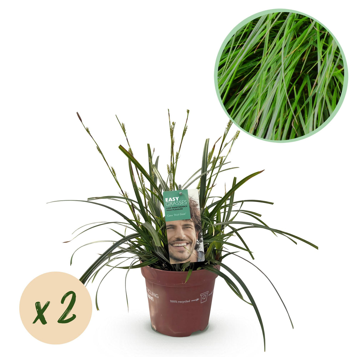 Carex Intense Green - H 50 cm, pot Ø17 cm