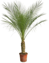 Phoenix Roebelenii am Stamm - 210cm - 200cm