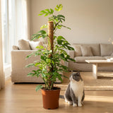 Green boutiQ - Zimmerpflanze - Mini Monstera - Monstera Minima am Moosstab - Grün - Pflegeleicht - 1 Pflanze - Topf 19cm - Höhe 90cm