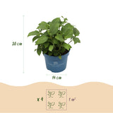 Hortensia Endless Summer The Bride - Hydrangea macrophylla - H 20-25 cm, pot Ø14 cm - photo 3