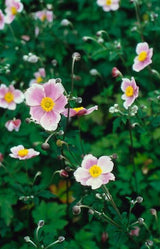 Anémone du Japon Robustissima en godet - Anemone tomentosa - H 10-25 cm, pot Ø9 cm - photo 5