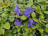 Petite pervenche panachée en godet - Vinca minor Argenteovariegata - H 10-25 cm, pot Ø9 cm - photo 6