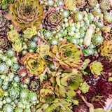 Green boutiQ - Bodendecker - Winterhart -Sempervivum Big Sam - 8 Pflanzen - Verschiedene Farben - Wenig Pflege - Topf 14 Höhe 17