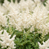 Astilbe Deutschland - H 15-25 cm, pot Ø11 cm - photo 5