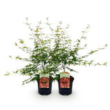 Green boutiQ - Terrassenpflanze - Japanischer Ahorn - Acer palmatum Pink Dwarf - Rosa - 2 Pflanzen - Laubabwerfend - Topf 19cm Höhe 70cm