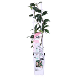 Trachelospermum 'Star of Ibiza' - Rosa Jasmin - Ø15cm - ↕65cm