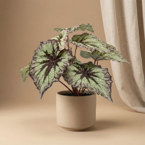 Künstliche Begonie H26cm