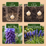 Muscari à larges feuilles - calibre 5/6