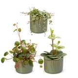 Baby Peperomia avec cache-pots Linnea olive - Hope, Pepperspot et prostrata - lot de 3