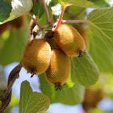 Green boutiQ - Fruitpflanze - Grüne & Gelbe Kiwi - Actinidia deliciosa Jenny & Golden Kiwi - 2 Pflanzen - Topf 15cm Höhe 50cm