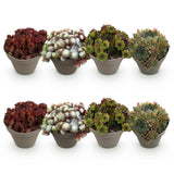 Green boutiQ - Bodendecker - Winterhart -Sempervivum Big Sam - 8 Pflanzen - Verschiedene Farben - Wenig Pflege - Topf 14 Höhe 17
