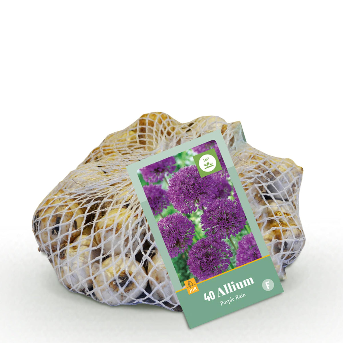 Green boutiQ - Blumenzwiebeln - Allium Purple Rain - Farbe Lila - 40 Stück - Zwiebelgröße 10/12