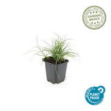 Luzule des neiges en godet - Luzula nivea - H 10-25 cm, pot Ø9 cm - photo 5