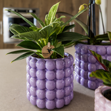 Kolibri Orchids | Pflanzenset Poppy Lila | Weiße Lausanne Orchidee 12 cm + grüne Pflanze 9 cm inkl. Ziertöpfe – frisch vom Züchter