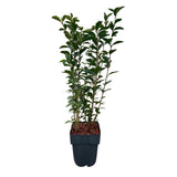 Green boutiQ - Heckenpflanzen - Ligustrum ovalifolium - grüne Blätter - 6 Pflanzen - 1 laufender Meter - immergrün - Topf 17cm Höhe 55cm