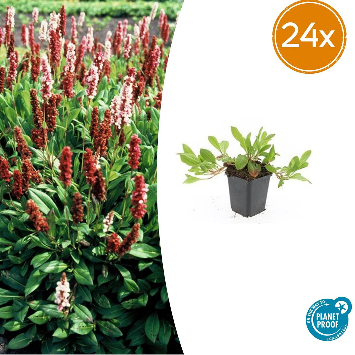 Renouée Darjeeling Red en godet - Persicaria affinis - H 10-25 cm, pot Ø9 cm
