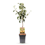 Poirier Conference - H 90 cm, pot Ø21 cm