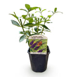 Green boutiQ - Sommerflieder - Buddleja davidii Empire Blue - Blüten Blau - 1 Pflanze - Laubabwerfend - Schmetterlingsanziehend - Topf 17cm Höhe 25cm