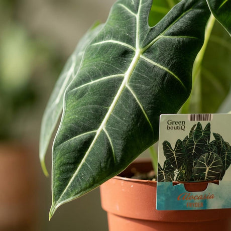 Green boutiQ - Zimmerpflanze - Elefantenohr - Alocasia Frydek - Grün - Pflegeleicht - 1 Pflanze - Topf 19cm - Höhe 60cm