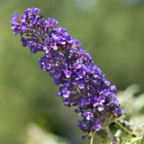 Green boutiQ - Sommerflieder - Buddleja davidii Black Night - Lila Blüten - 1 Pflanze - Laubabwerfend - Schmetterlingsanziehend - Topf 17cm Höhe 25cm